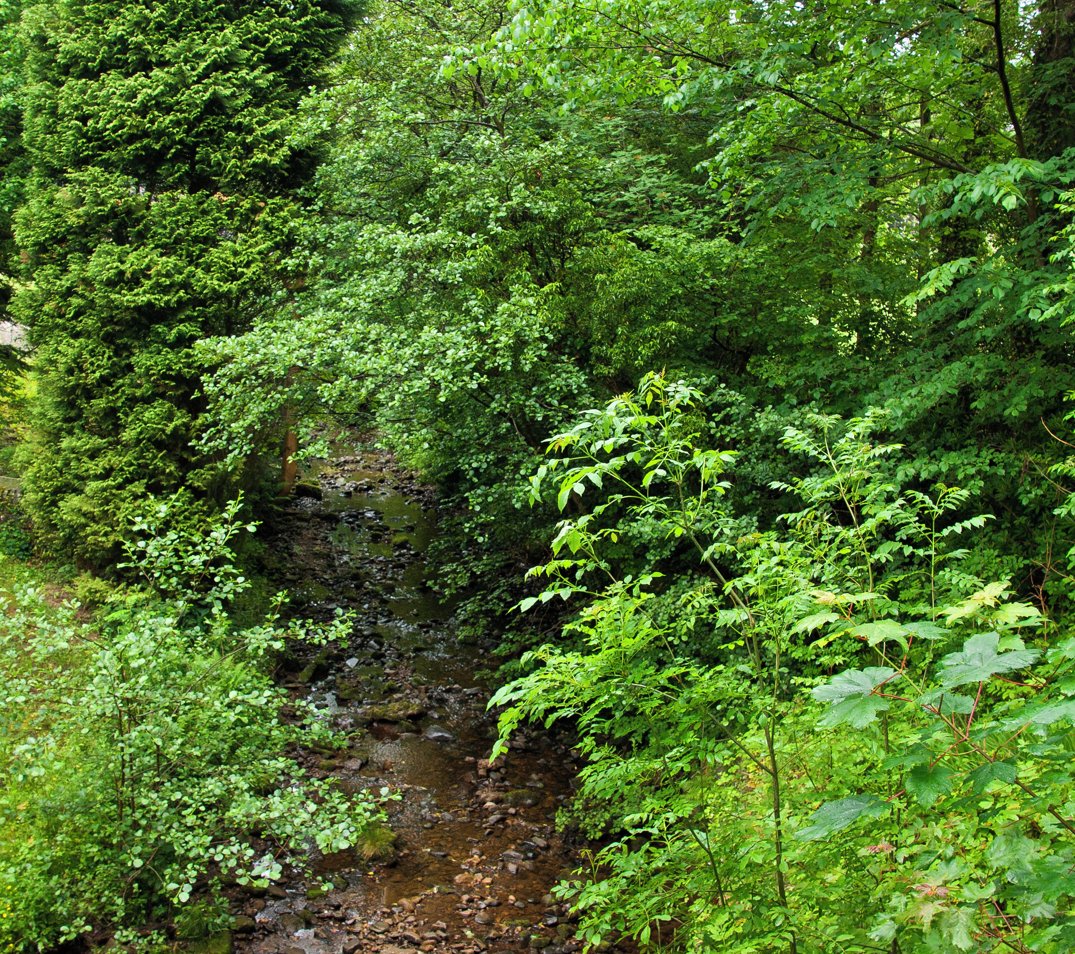 A lush green forest with a small stream flowing through it.