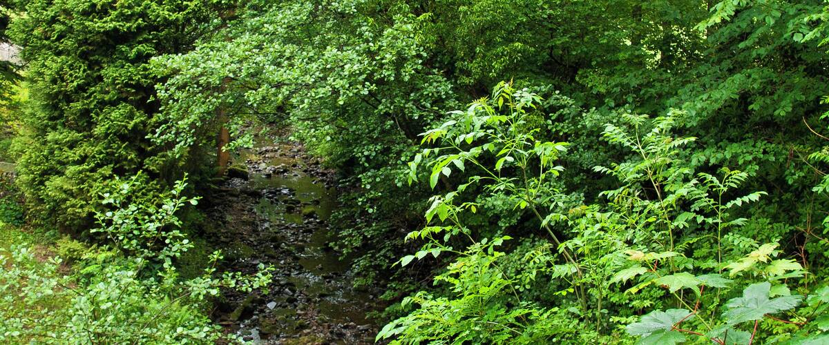 A lush green forest with a small stream flowing through it.