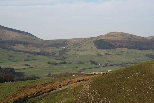 Rough grazing near Burholme Moor Burholme Bridge can be seen beyond the sheep.