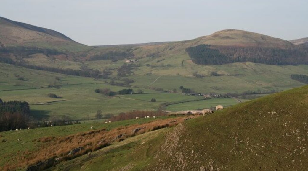 Rough grazing near Burholme Moor Burholme Bridge can be seen beyond the sheep.
