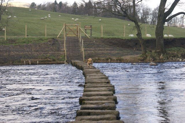 Stepping stones across the River Hodder The friendly dog from The Inn at Whitewell crossing the river.