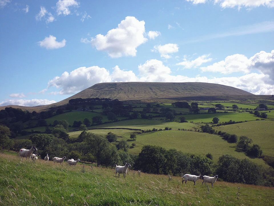 Sheep above Twiston Beck