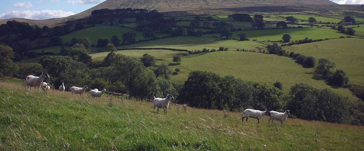 Sheep above Twiston Beck