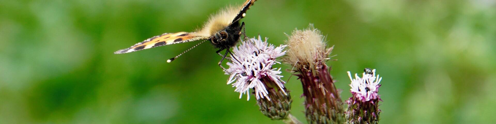 Small Tortoiseshell Butterfly ready to take flight @ the Devils Arrows, Boroughbridge, North Yorkshire, UK (July 2019). #nature #naturalworld #butterflies