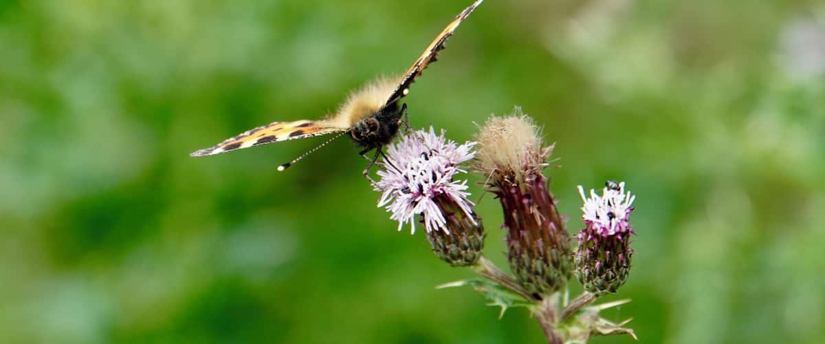 A butterfly on a flower.