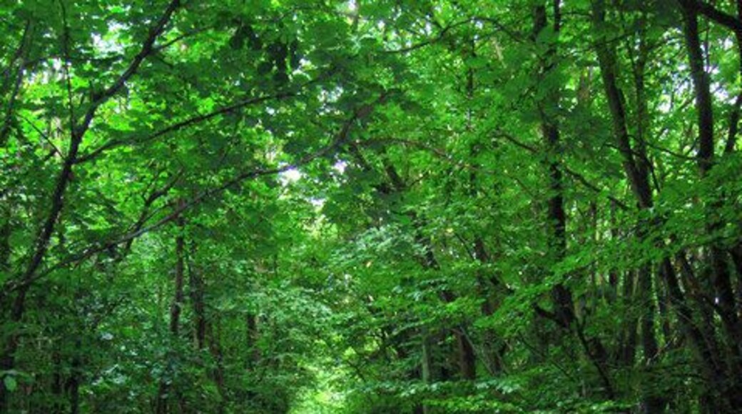Brotherhood Woods Following the footpath towards the gate from the A2 before the path changes direction and heads south through Fishpond Woods.