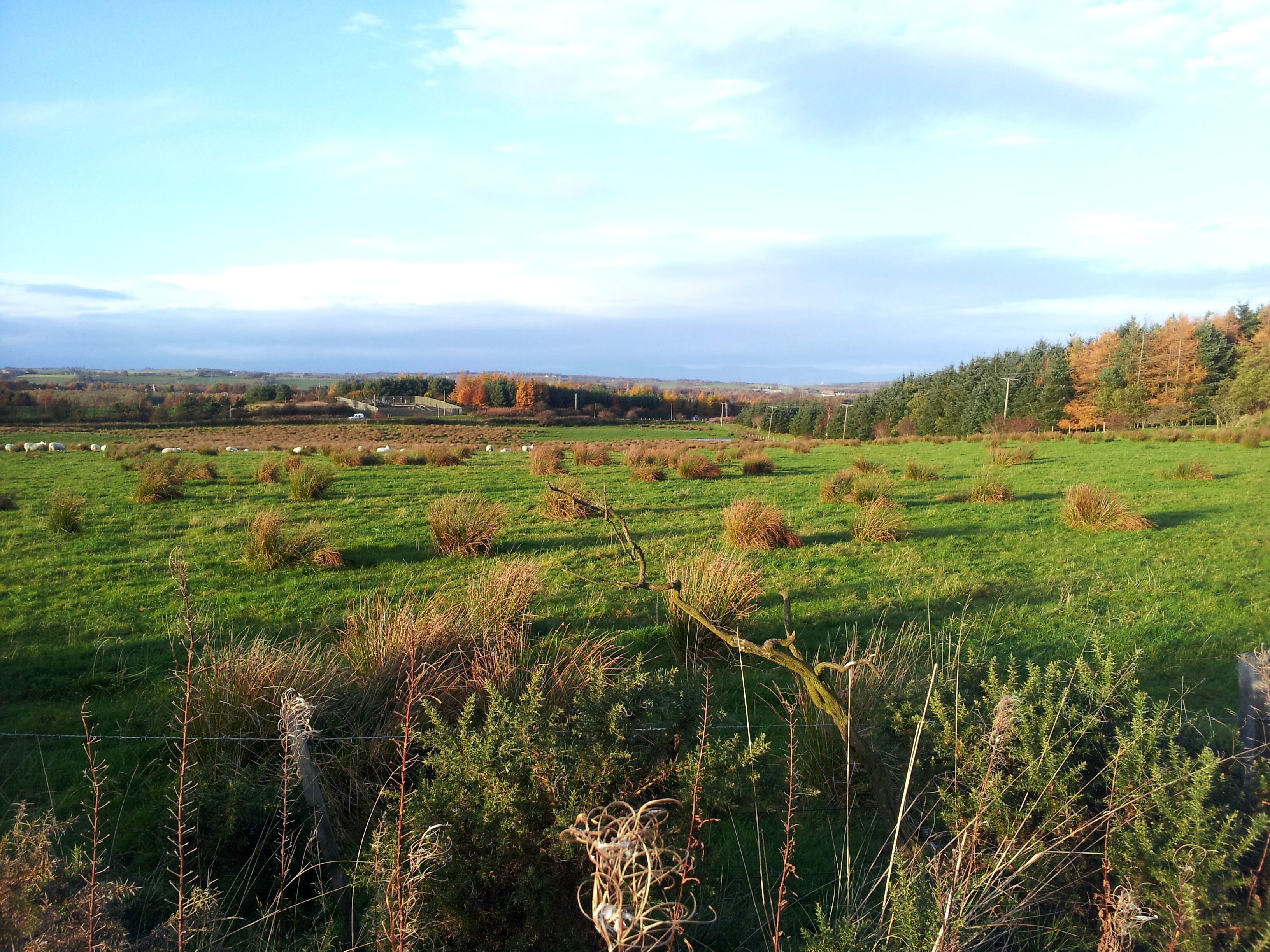 Sheep Toward Linlithgow Road
