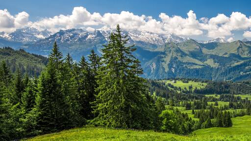 Beautiful summer landscape of Switzerland with Swiss Alps and green meadows