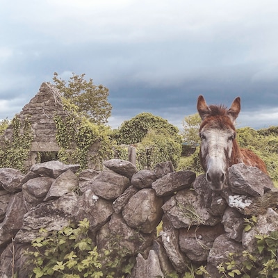 In one of the streets around the Cliffs of Moher lives this lovely donkey. He loves apple and cuddles. He's also a wonderful model.
#nature #ireland