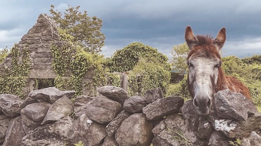 In one of the streets around the Cliffs of Moher lives this lovely donkey. He loves apple and cuddles. He's also a wonderful model.
#nature #ireland