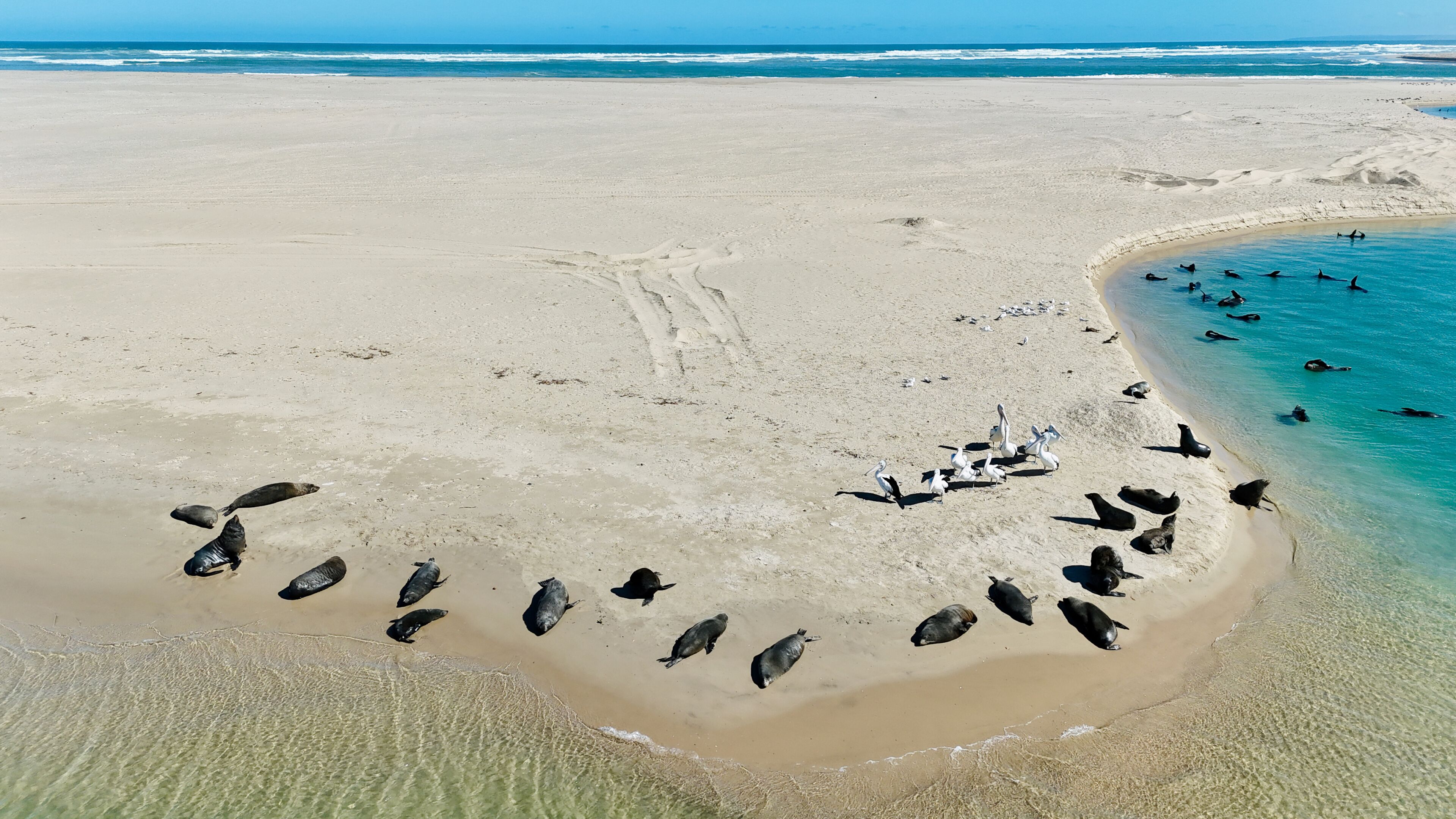 A sandy beach with a clear blue ocean, a group of pelicans, and a few dolphins swimming near the shore.