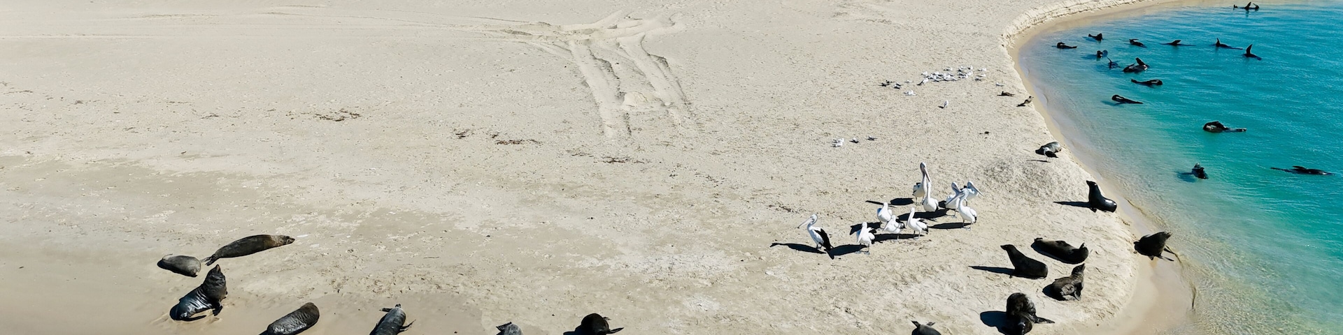 Una playa arenosa con un océano azul cristalino, un grupo de pelícanos y algunos delfines nadando cerca de la orilla.