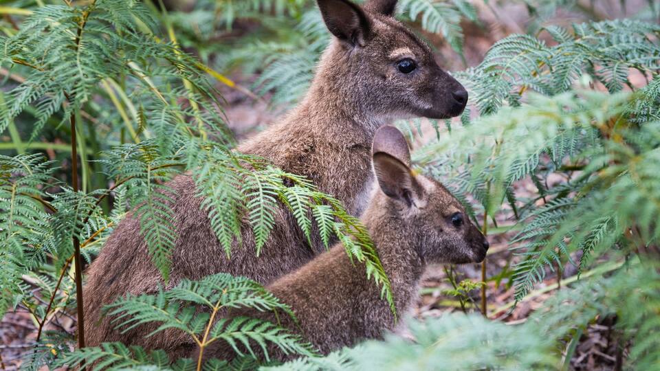 Two kangaroos in a dense green forest with ferns.