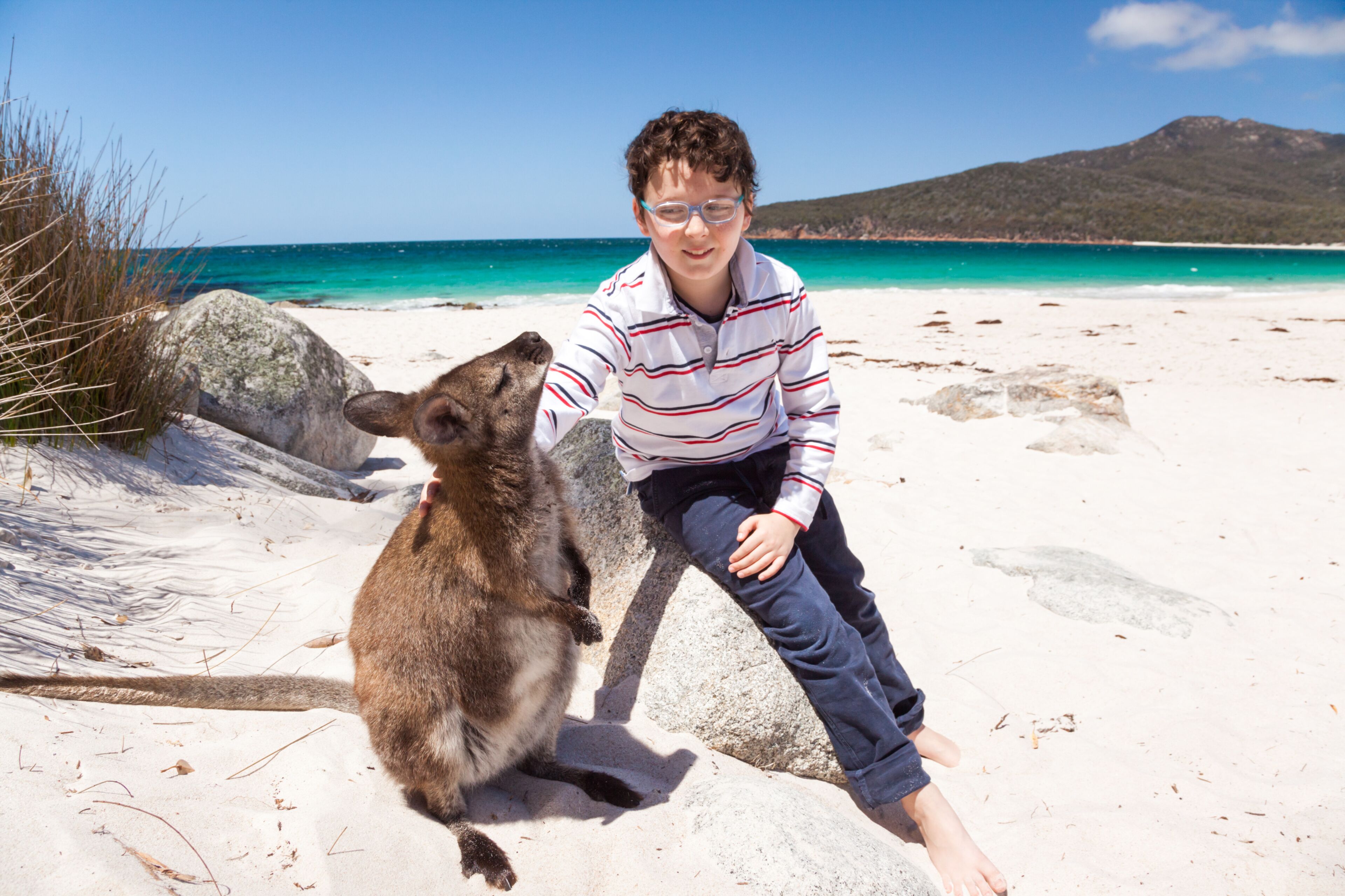 Child petting a little wallaby on the beach, Tasmania, Australia