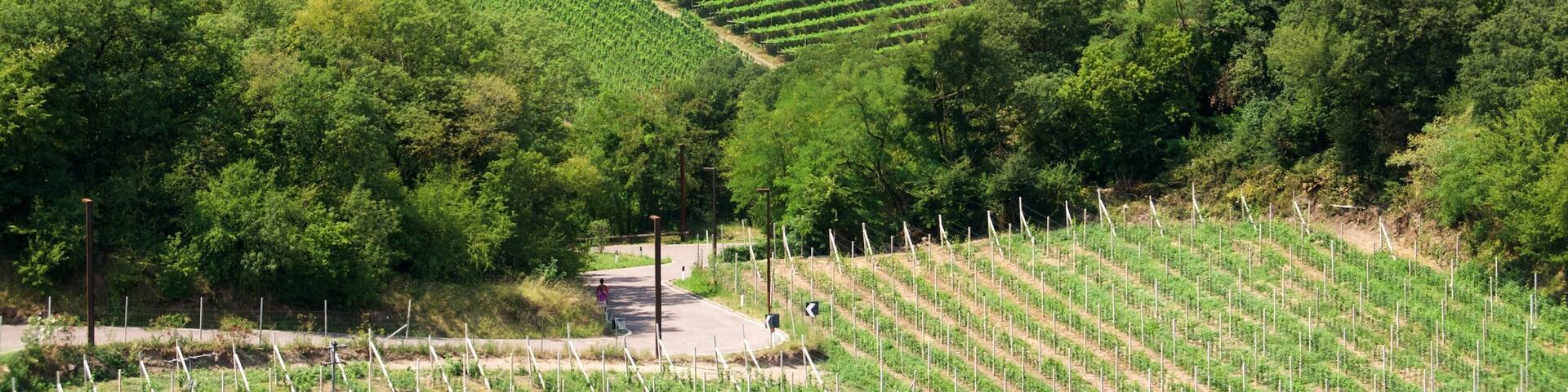 Bolzano showing farmland