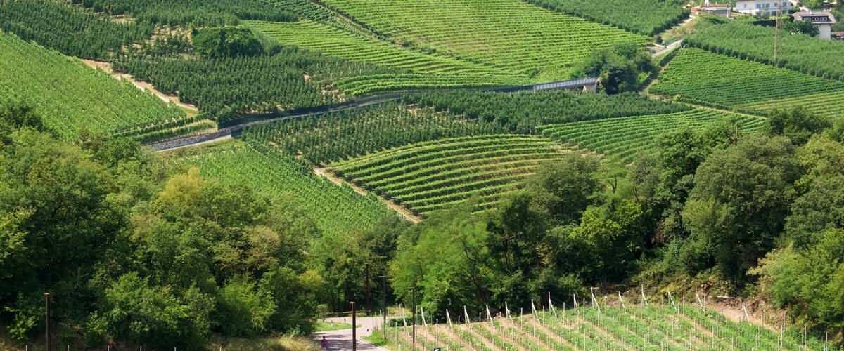 A vineyard with rows of grapevines and a road running through it.