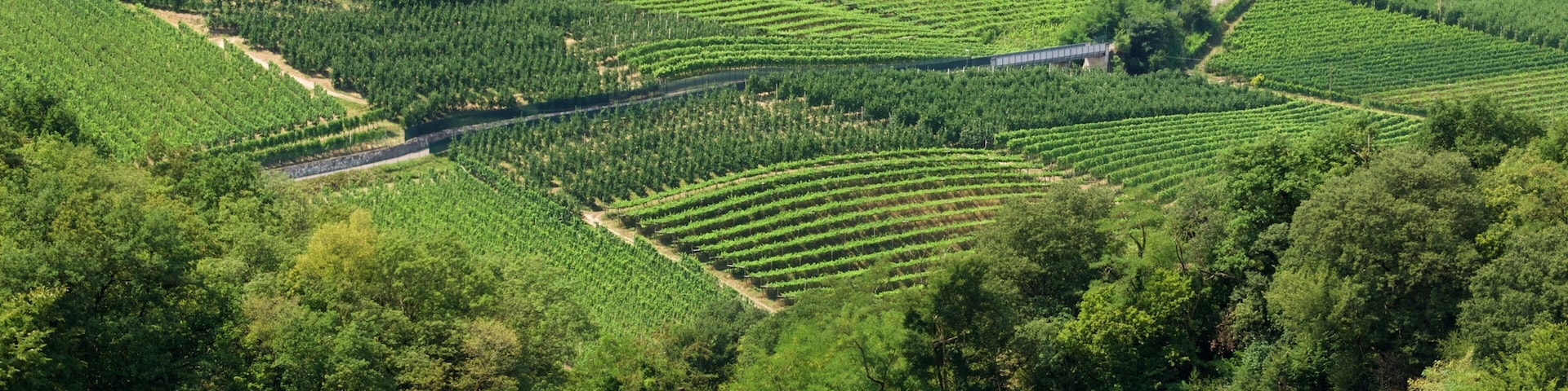A vineyard with rows of grapevines and a road running through it.