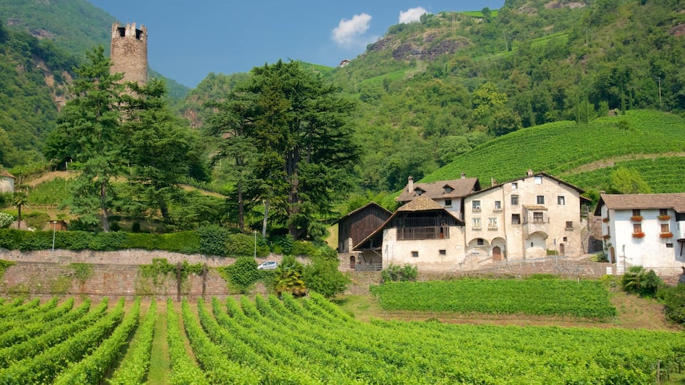 A vineyard, a castle, and traditional houses on a hillside.