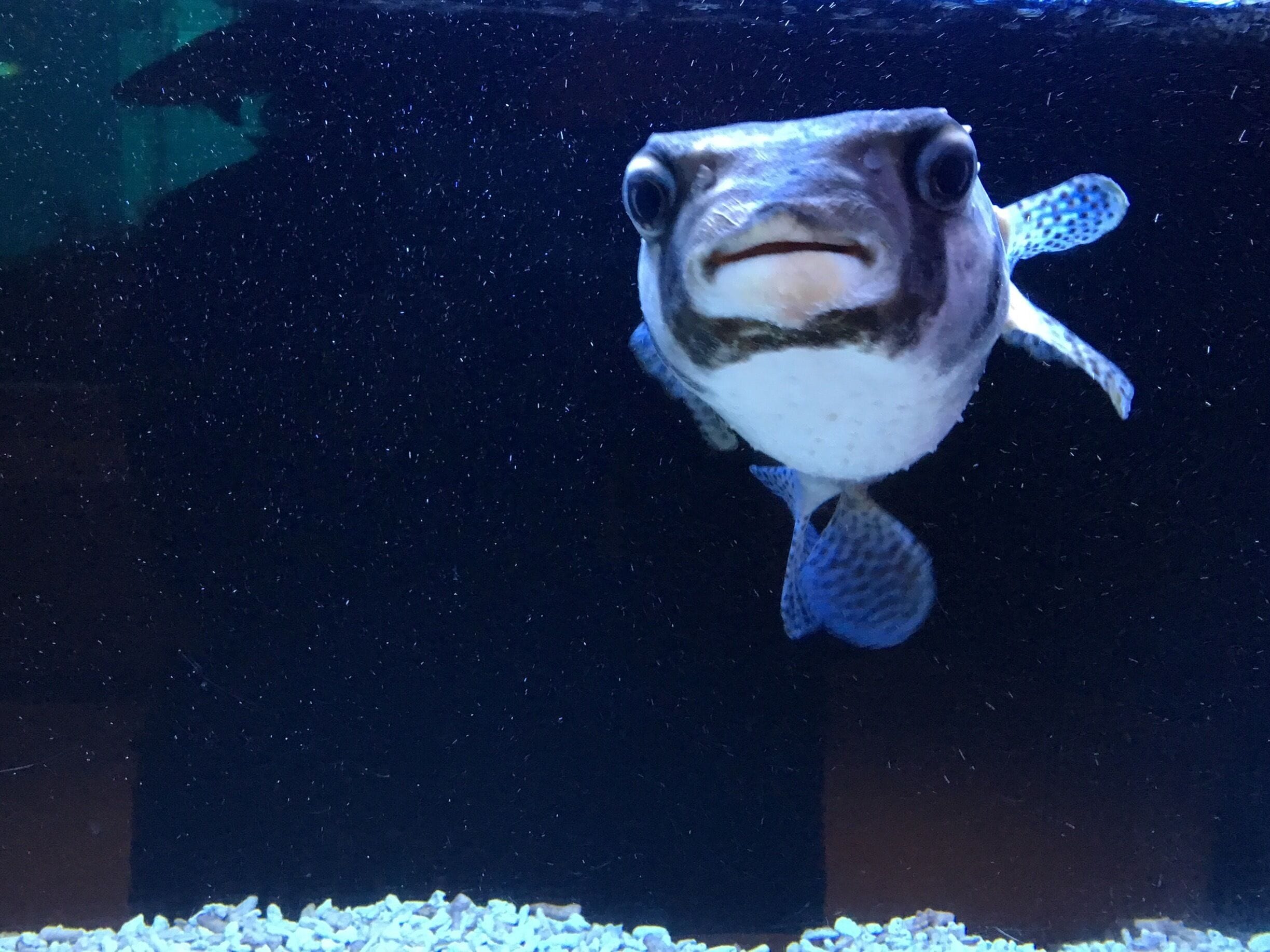 Floating aquarium in Shimoda. 10 mins bus ride from station.

Nemo?

#blue
