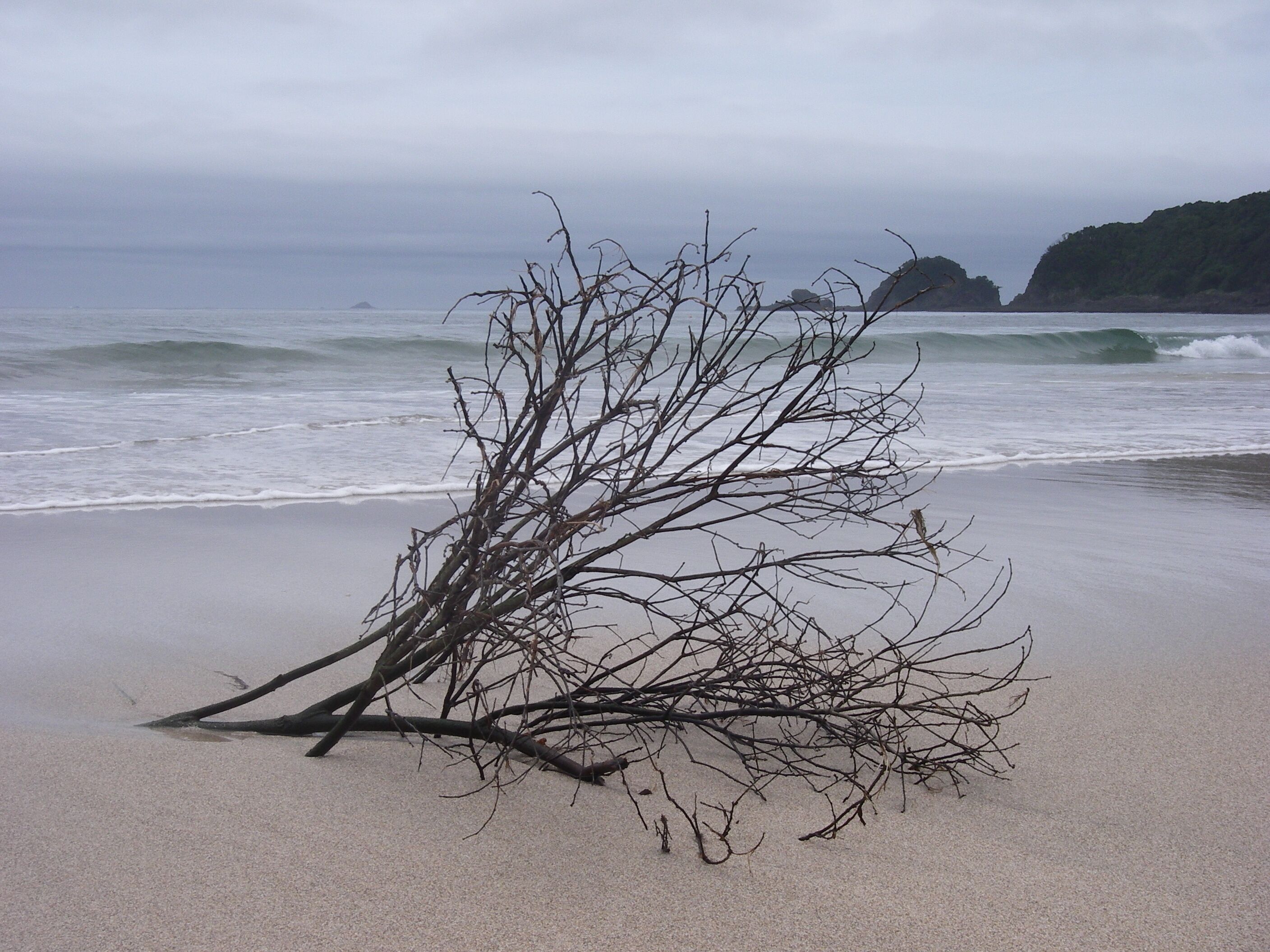A beach with a fallen tree trunk and waves crashing onto the shore.