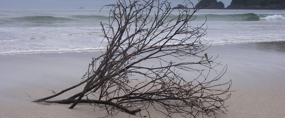 A beach with a fallen tree trunk and waves crashing onto the shore.