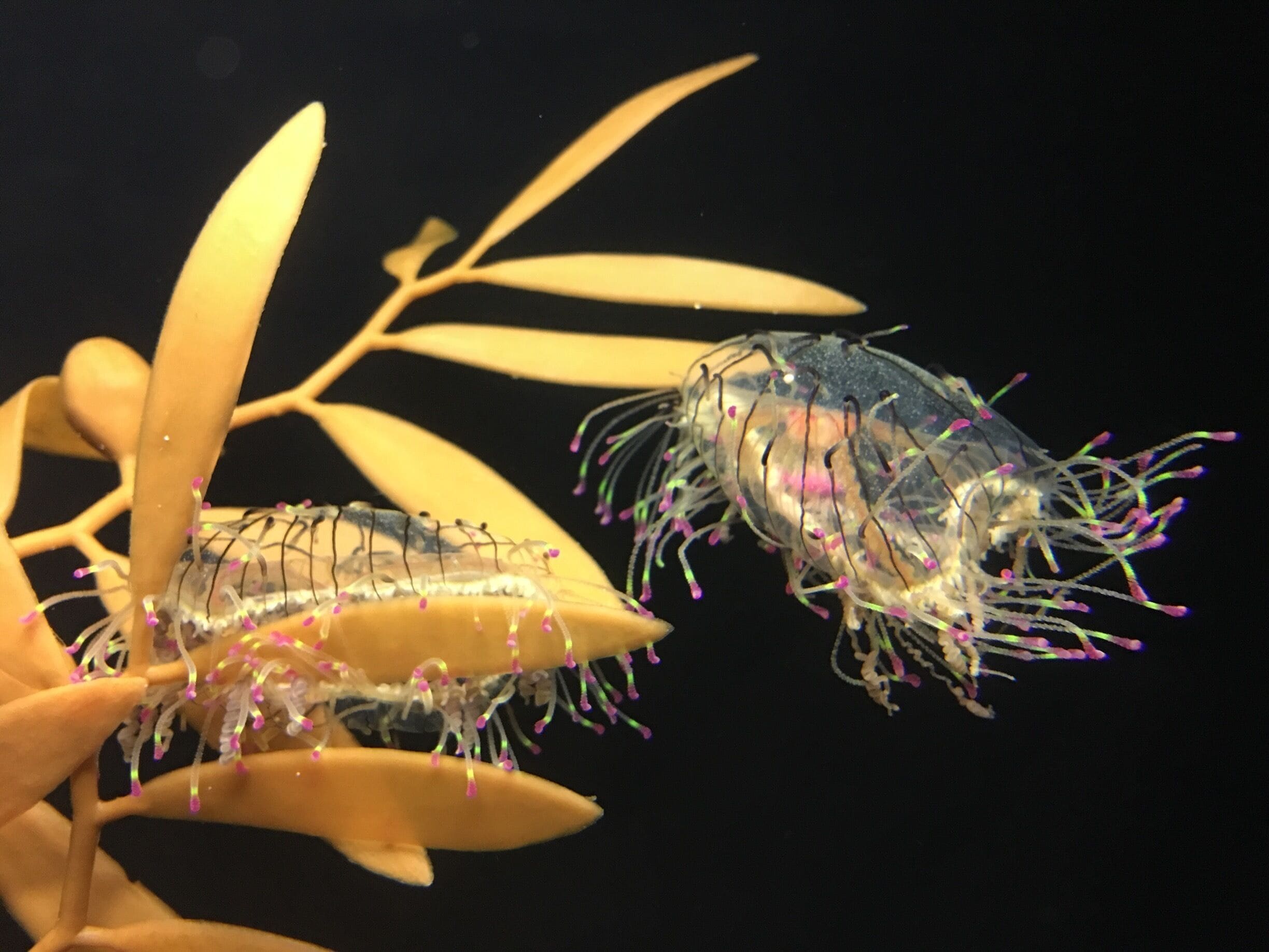 Something new I haven't seen before! So fanciful even under the sea!