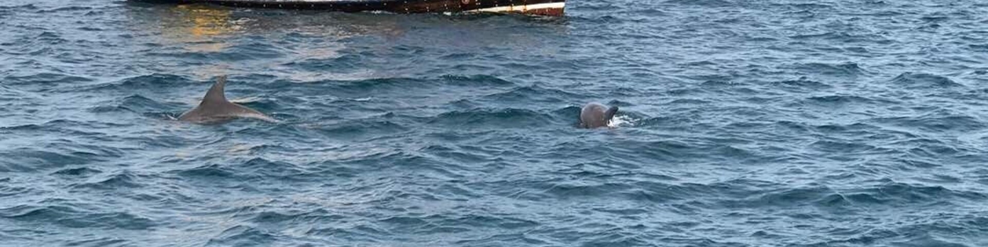 A boat with passengers and dolphins in the water.