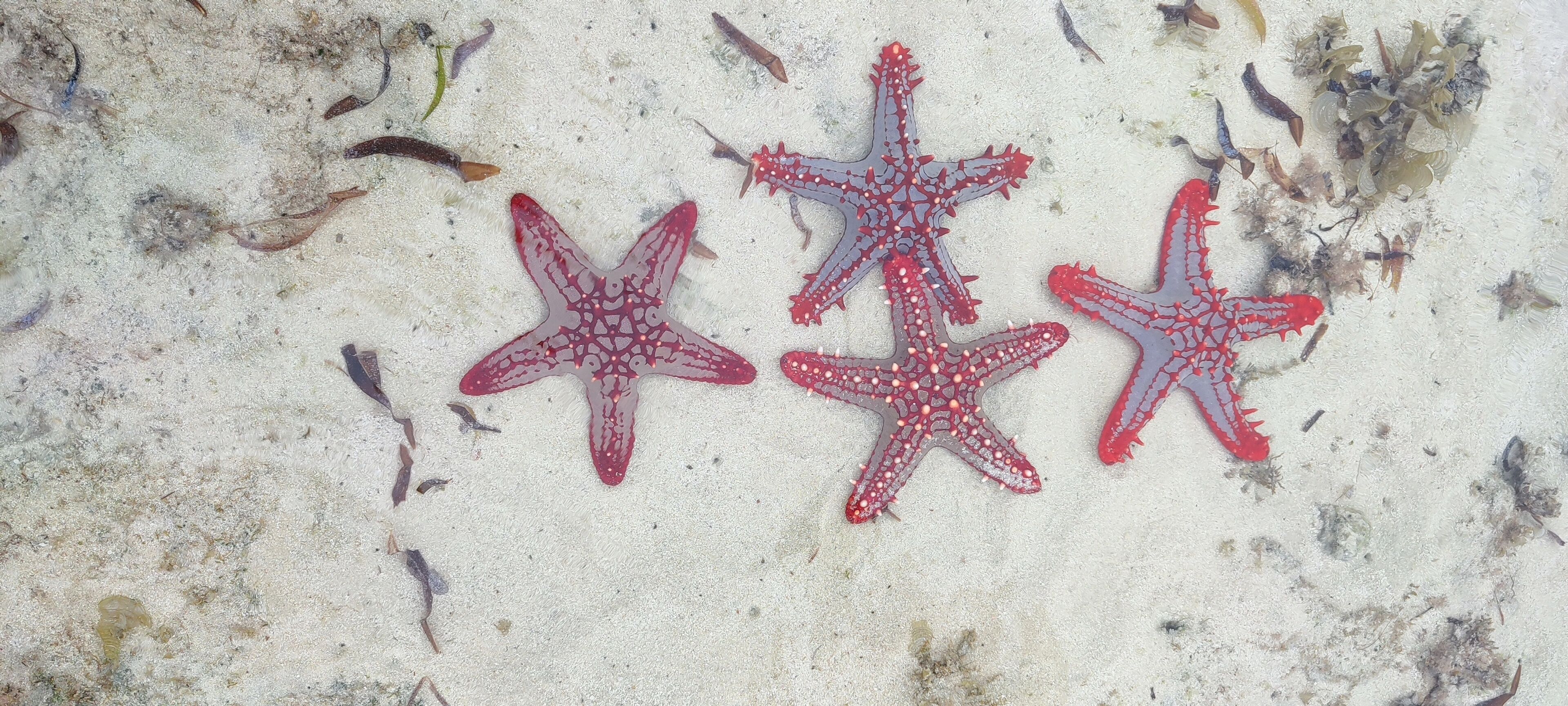 Watamu