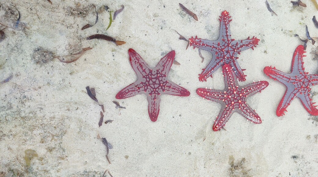 Watamu