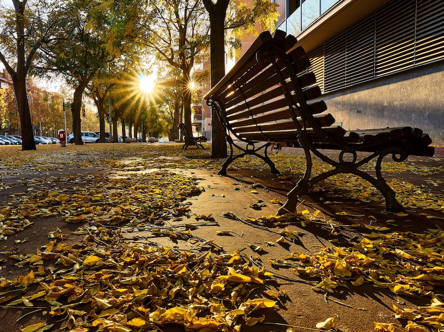 Leaves on the street floor in fall season in Barbera del Valles in Spain