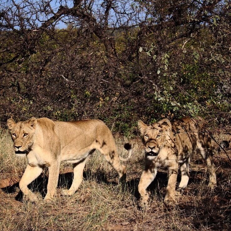 Magnificent creatures! I had the best experience in Sabi Sands, we got to see the big 5 and get as close as 2meters from 🦁 