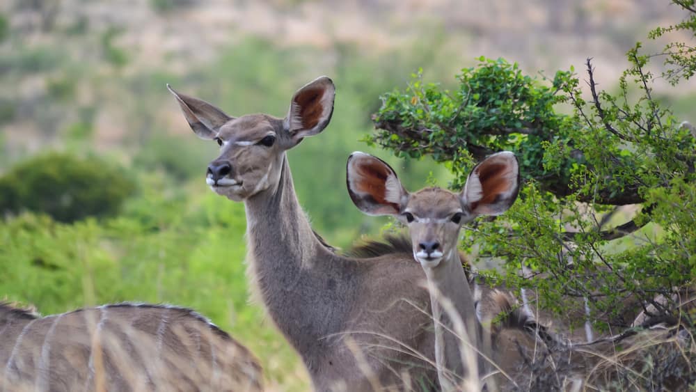 Kudu females at Pilanesberg National Park, A Gem in the North West Province of South Africa #lifeatexpedia
