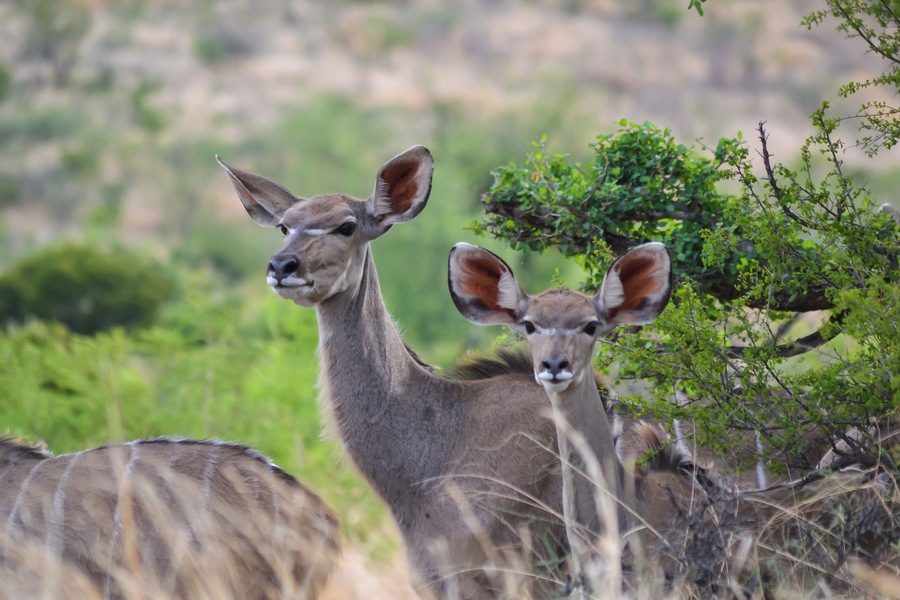 Kudu females at Pilanesberg National Park, A Gem in the North West Province of South Africa #lifeatexpedia