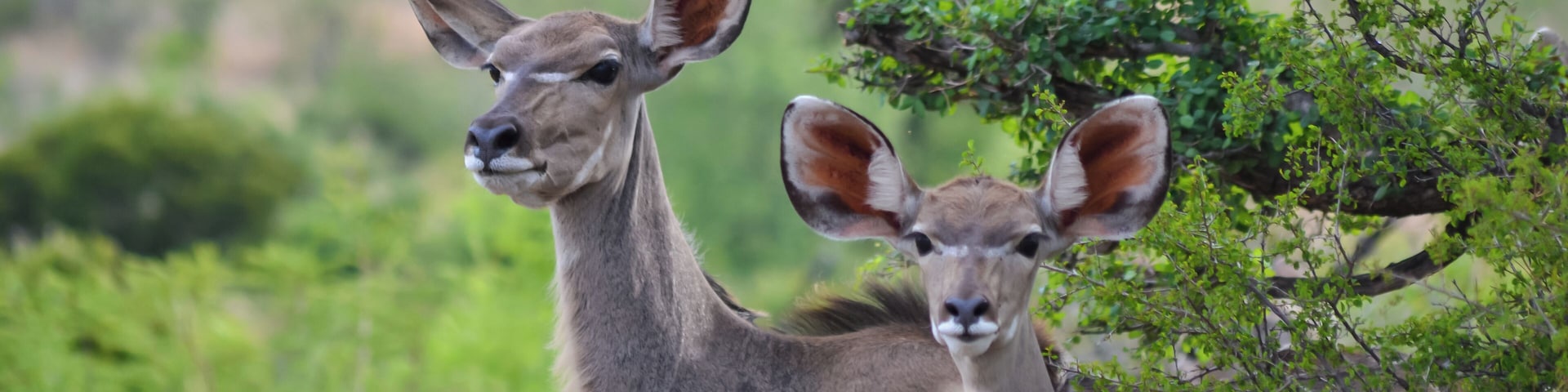 Kudu females at Pilanesberg National Park, A Gem in the North West Province of South Africa #lifeatexpedia