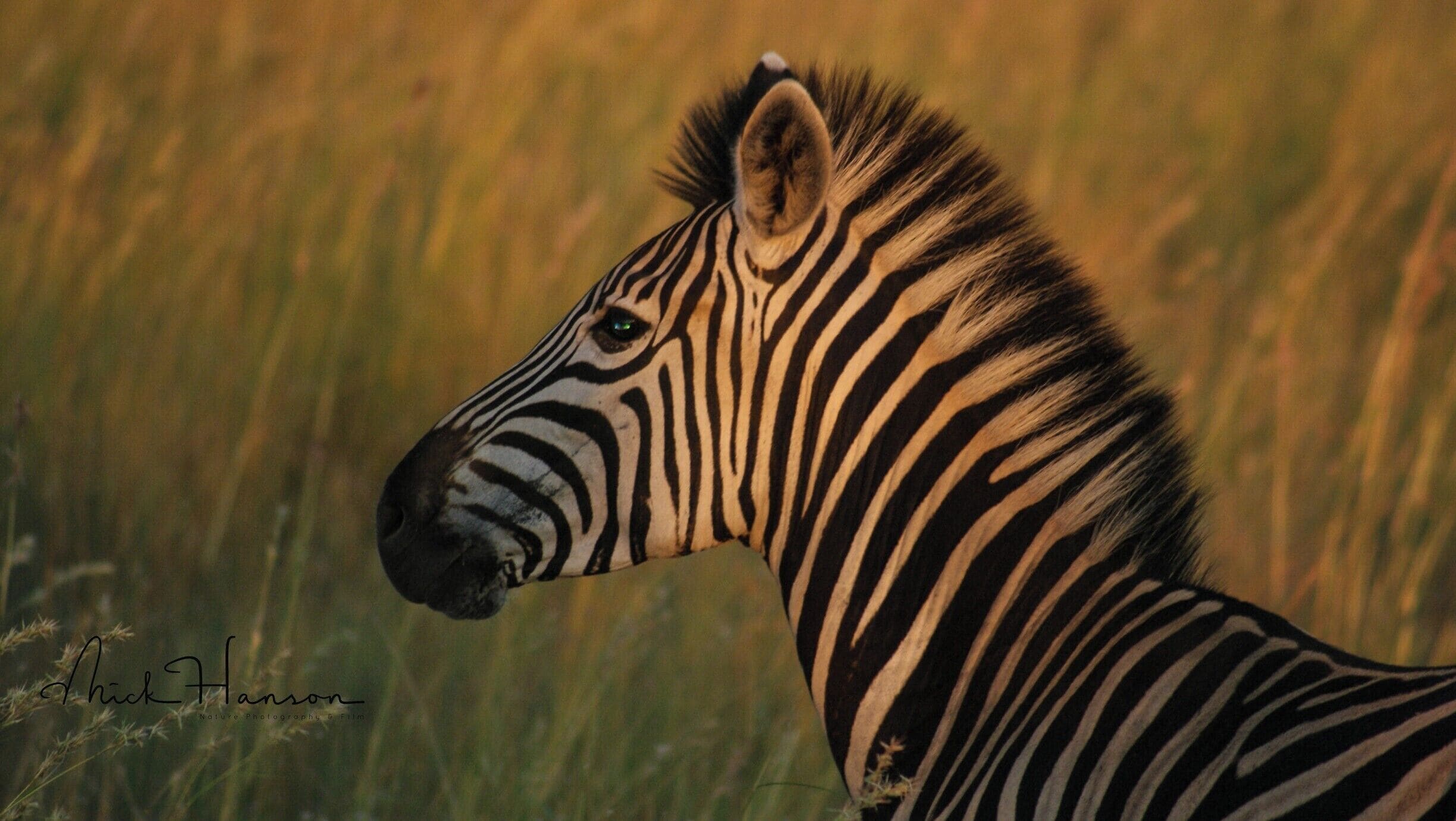 Uma zebra em um campo gramado.
