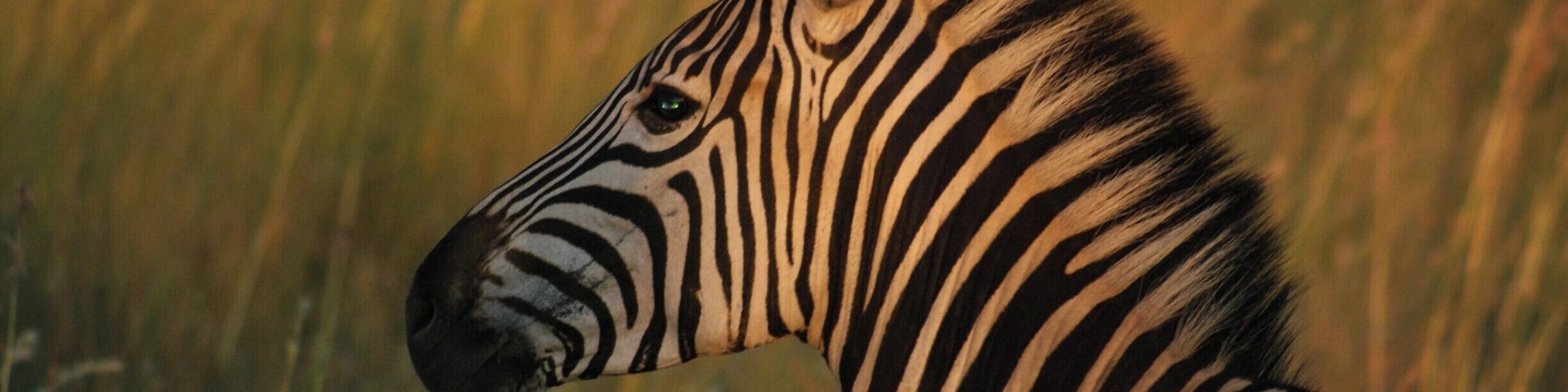 Uma zebra em um campo gramado.