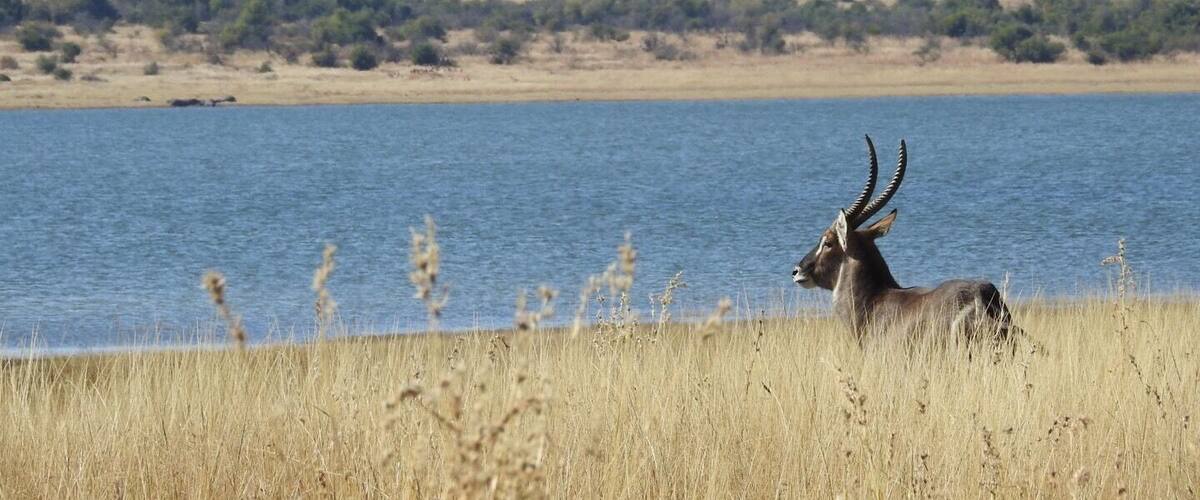 Waterbuck at Pilanesberg. Of all the pics I took on our trip to Africa, this one is my favorite!
#nationalparks
#africa
#bucketlist