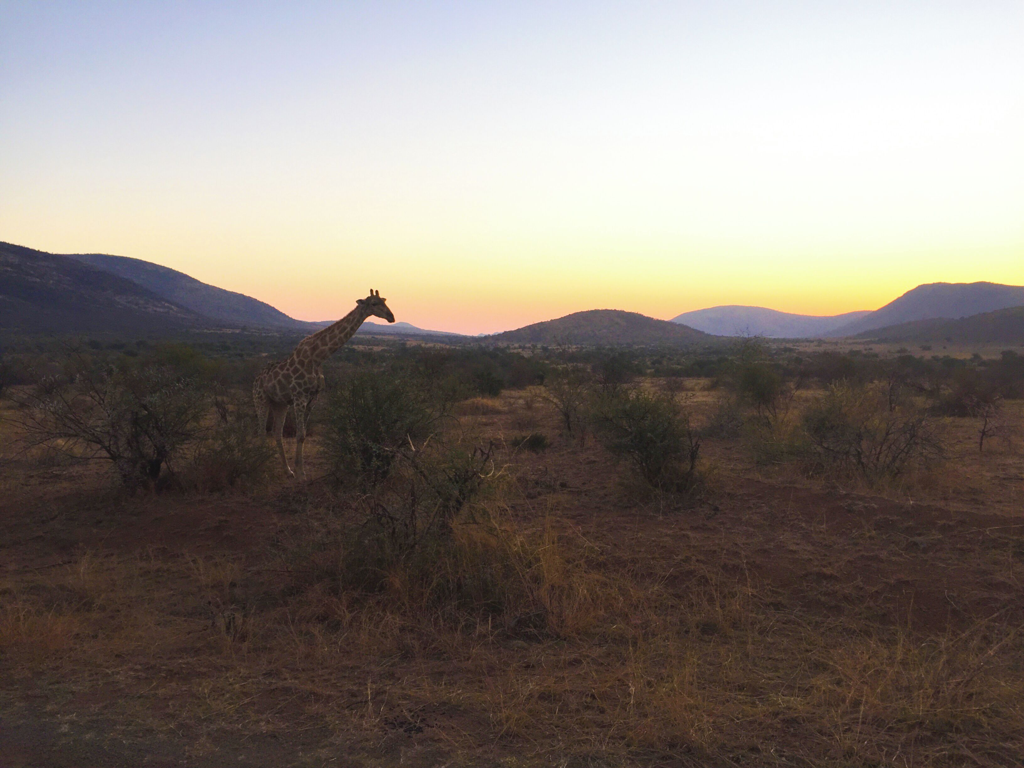 a giraffe at sunset at Pilanesberg National Park, A Gem in the North West Province of South Africa #lifeatexpedia