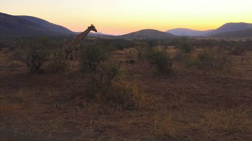 a giraffe at sunset at Pilanesberg National Park, A Gem in the North West Province of South Africa #lifeatexpedia