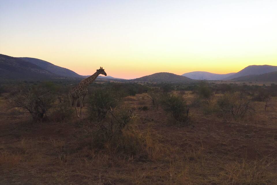 A giraffe in a savanna landscape with distant mountains and a sunset.
