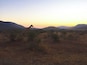 a giraffe at sunset at Pilanesberg National Park, A Gem in the North West Province of South Africa #lifeatexpedia