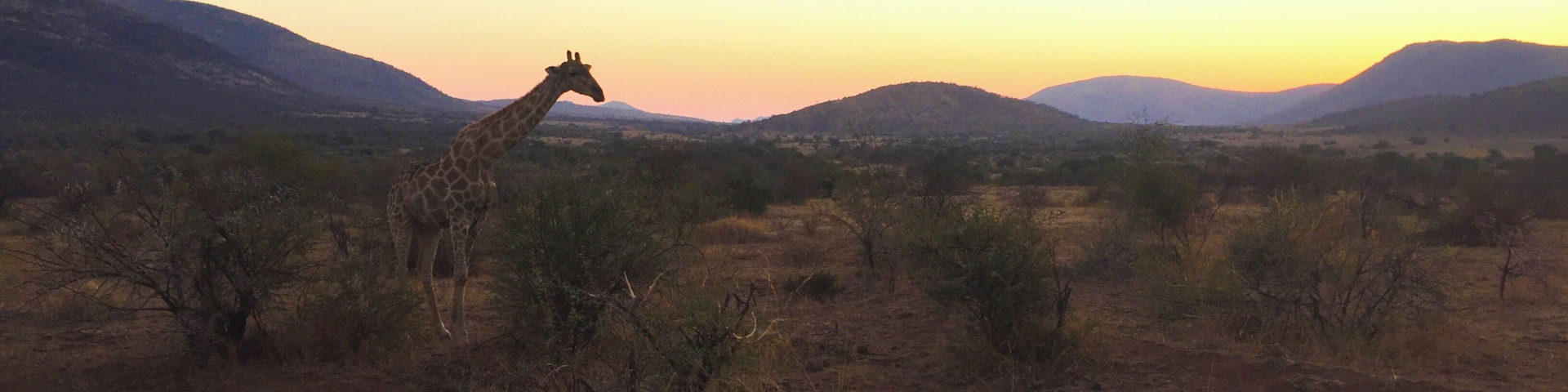 a giraffe at sunset at Pilanesberg National Park, A Gem in the North West Province of South Africa #lifeatexpedia