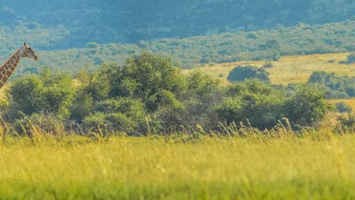 Pilanesberg nationalpark