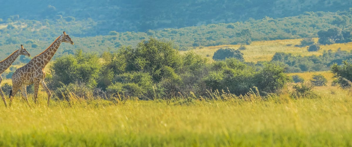 Two giraffes in a grassy field with trees and hills in the background.