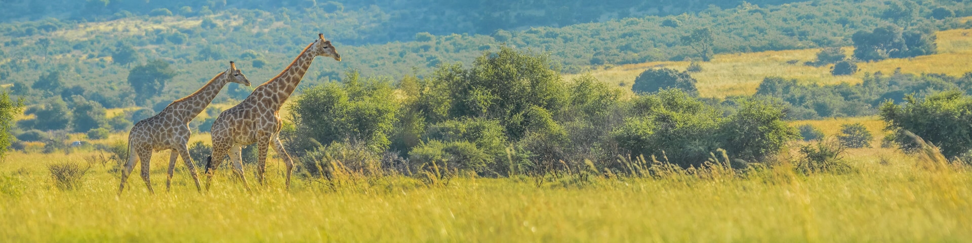 Two giraffes in a grassy field with trees and hills in the background.