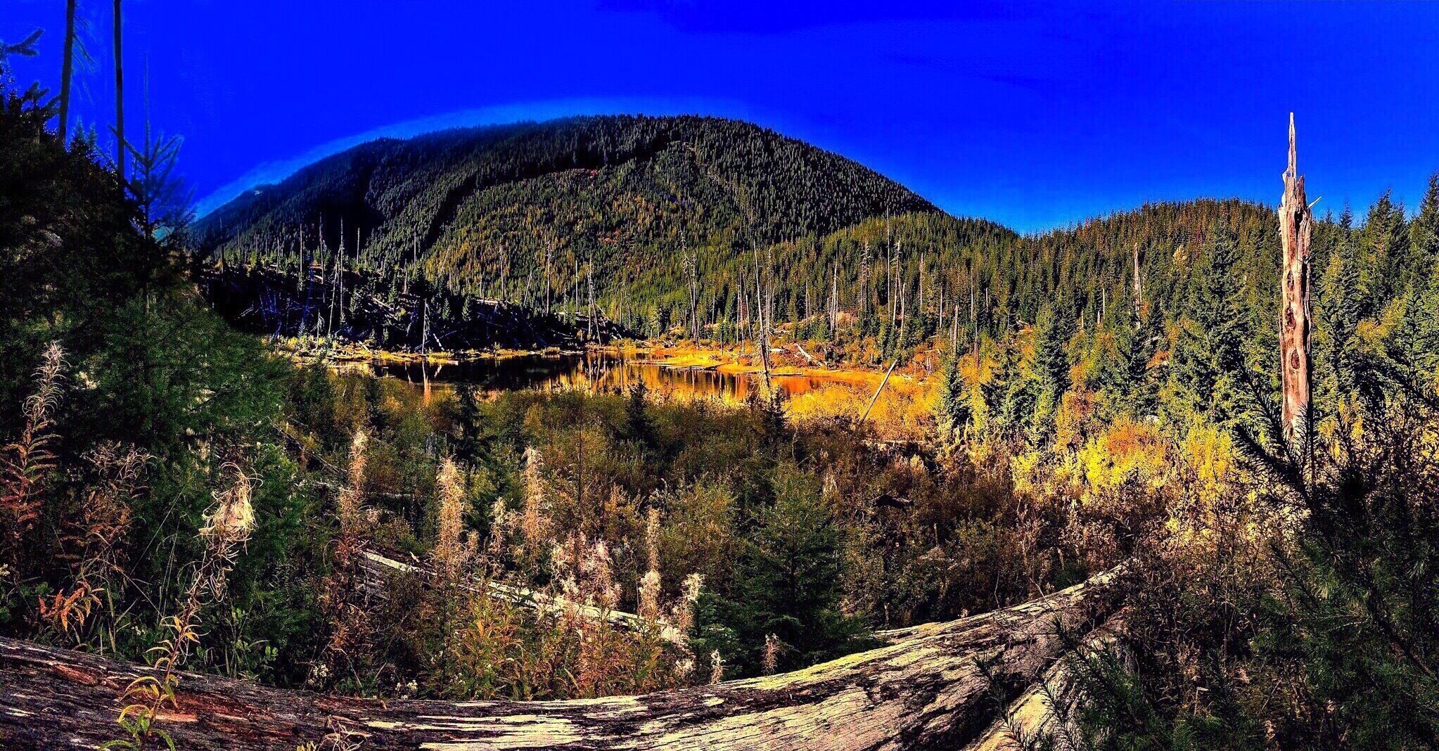 Back in 1980, Ryan Lake and its adjacent campgrounds and wilderness area was supposed to lie outside the predicted blast zone for the impending eruption of Mount St. Helens. The lake lies a bit more than twelve miles from the mountain, and geologists had designated only 10-mile radius as a "red zone" around the volcano.

But volcanoes don't consult with geologists before cracking open their domes.  So, on May 18th of that year, when St. Helens finally erupted, the effects of the blast were felt well beyond their predicted radius.  And Ryan Lake was not spared.

Sadly, three campers backpacking through the local complex of trails did not make it out in time.

Today, the area around Ryan Lake remains much as it was immediately after the blast.  Toppled trees are everywhere.  There is thick ash underfoot, and wherever you walk on the short six-tenths of a mile trail around the lake, you will see evidence of that day.

The grounds have been turned into a self-guided interpretative center.  There are signs along the way to inform visitors of the extent of the devastation (one sign sits by a a tree stump, which, turned over on its side, is twelve feet high).

But the signs also outline the forest's ongoing recovery, and the efforts to aid that recovery by the Forest Service, volunteers, and even the timber industry itself.

Nowhere, though, will you see mentioned the three individuals who lost their lives here some thirty-five years ago.  But when you visit, you'll be walking in their footsteps.   

It is a magnificent place, full of wild beauty and the evidence of nature's ferocious power.  And for those three people, who must have loved the wilderness as much as any of us who walk there, I can think of no more fitting memorial.