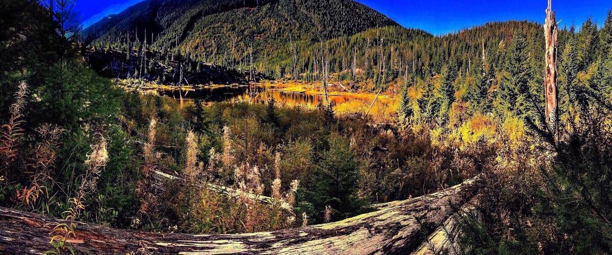 Back in 1980, Ryan Lake and its adjacent campgrounds and wilderness area was supposed to lie outside the predicted blast zone for the impending eruption of Mount St. Helens. The lake lies a bit more than twelve miles from the mountain, and geologists had designated only 10-mile radius as a "red zone" around the volcano.
But volcanoes don't consult with geologists before cracking open their domes.  So, on May 18th of that year, when St. Helens finally erupted, the effects of the blast were felt well beyond their predicted radius.  And Ryan Lake was not spared.
Sadly, three campers backpacking through the local complex of trails did not make it out in time.
Today, the area around Ryan Lake remains much as it was immediately after the blast.  Toppled trees are everywhere.  There is thick ash underfoot, and wherever you walk on the short six-tenths of a mile trail around the lake, you will see evidence of that day.
The grounds have been turned into a self-guided interpretative center.  There are signs along the way to inform visitors of the extent of the devastation (one sign sits by a a tree stump, which, turned over on its side, is twelve feet high).
But the signs also outline the forest's ongoing recovery, and the efforts to aid that recovery by the Forest Service, volunteers, and even the timber industry itself.
Nowhere, though, will you see mentioned the three individuals who lost their lives here some thirty-five years ago.  But when you visit, you'll be walking in their footsteps.   
It is a magnificent place, full of wild beauty and the evidence of nature's ferocious power.  And for those three people, who must have loved the wilderness as much as any of us who walk there, I can think of no more fitting memorial.