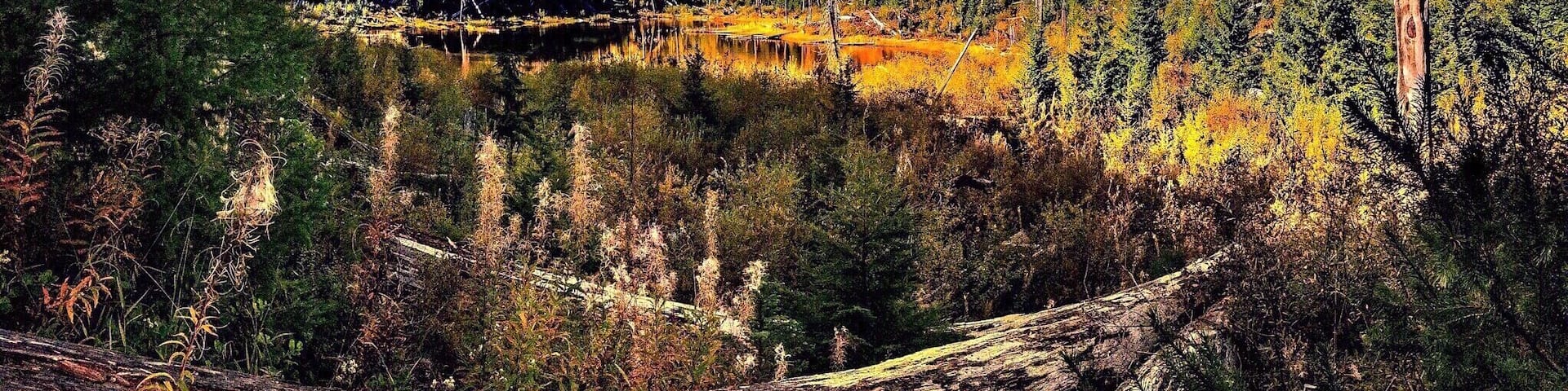 Back in 1980, Ryan Lake and its adjacent campgrounds and wilderness area was supposed to lie outside the predicted blast zone for the impending eruption of Mount St. Helens. The lake lies a bit more than twelve miles from the mountain, and geologists had designated only 10-mile radius as a "red zone" around the volcano.
But volcanoes don't consult with geologists before cracking open their domes. So, on May 18th of that year, when St. Helens finally erupted, the effects of the blast were felt well beyond their predicted radius. And Ryan Lake was not spared.
Sadly, three campers backpacking through the local complex of trails did not make it out in time.
Today, the area around Ryan Lake remains much as it was immediately after the blast. Toppled trees are everywhere. There is thick ash underfoot, and wherever you walk on the short six-tenths of a mile trail around the lake, you will see evidence of that day.
The grounds have been turned into a self-guided interpretative center. There are signs along the way to inform visitors of the extent of the devastation (one sign sits by a a tree stump, which, turned over on its side, is twelve feet high).
But the signs also outline the forest's ongoing recovery, and the efforts to aid that recovery by the Forest Service, volunteers, and even the timber industry itself.
Nowhere, though, will you see mentioned the three individuals who lost their lives here some thirty-five years ago. But when you visit, you'll be walking in their footsteps.
It is a magnificent place, full of wild beauty and the evidence of nature's ferocious power. And for those three people, who must have loved the wilderness as much as any of us who walk there, I can think of no more fitting memorial.