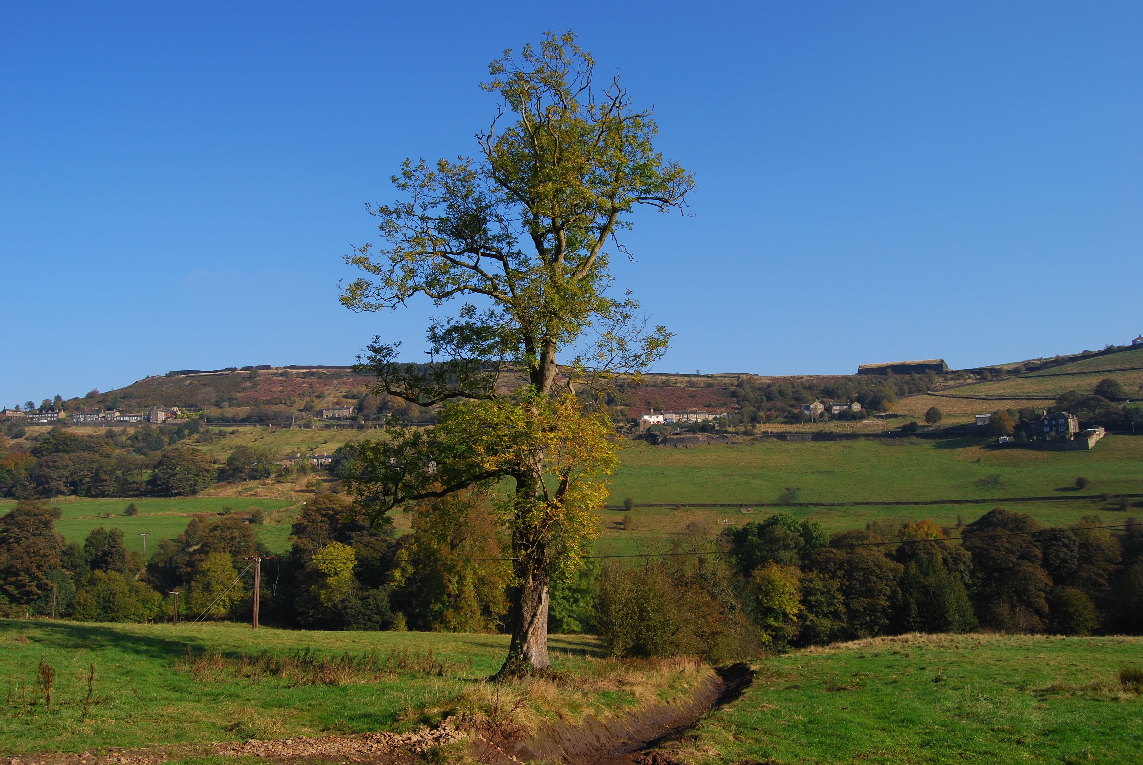 Curiously 'one-sided' tree , between Queensbury and Halifax