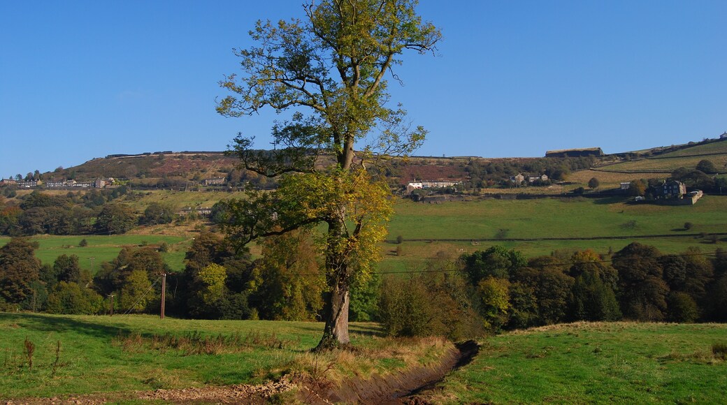 Curiously 'one-sided' tree , between Queensbury and Halifax